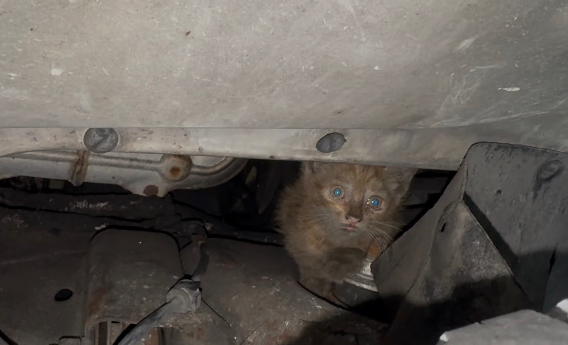 Tabasco, a small orange kitten, hiding beneath a car in Little Havana