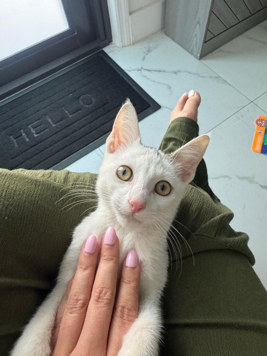The same kitten safe at home, relaxing in a lap and looking up at the camera