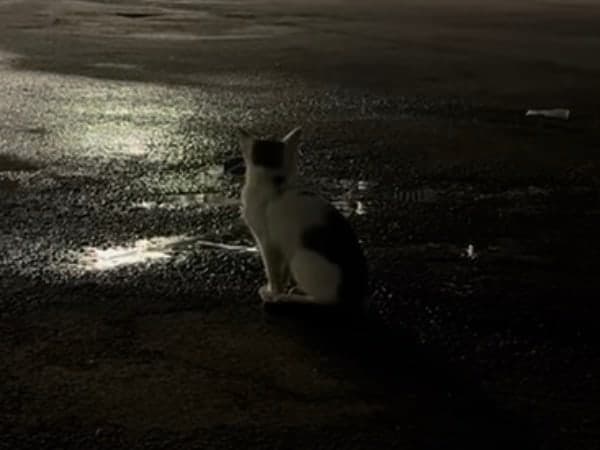 A small white and gray kitten sitting alone at night in the parking lot of the Allapattah Goodwill